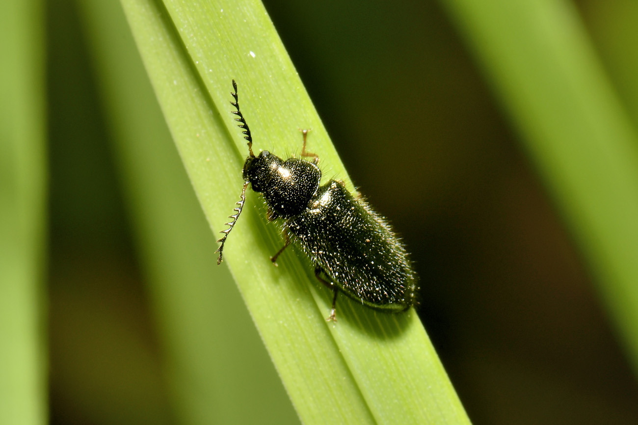 Dasytidae: Aplocnemus sp? S. A. chalconatus